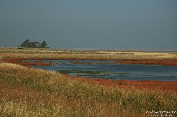 Wiesentümpel inmitten Salzwiesen, dahinter Haus Burg, Amrum, Amrum, Deutschland