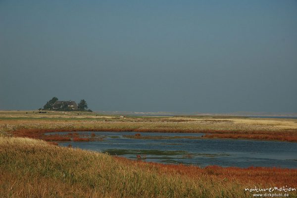 Wiesentümpel inmitten Salzwiesen, dahinter Haus Burg, Amrum, Amrum, Deutschland