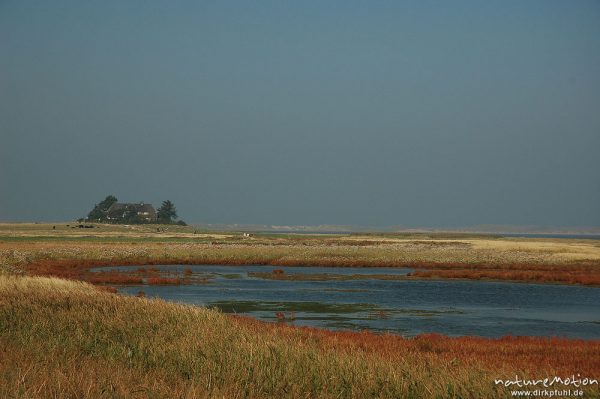 Wiesentümpel inmitten Salzwiesen, dahinter Haus Burg, Amrum, Amrum, Deutschland