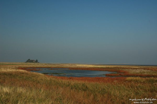 Wiesentümpel inmitten Salzwiesen, dahinter Haus Burg, Amrum, Amrum, Deutschland