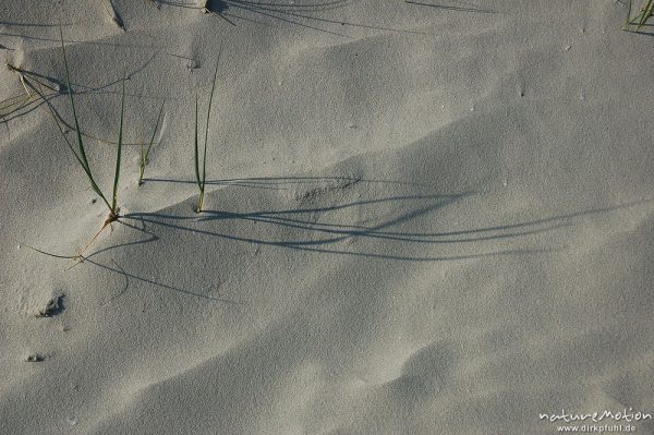 Gewöhnliche Strandhafer, Ammophila arenaria, Poaceae, Strandhafer mit Schatten, Sandmuster, Rippelmuster, Amrum, Amrum, Deutschland