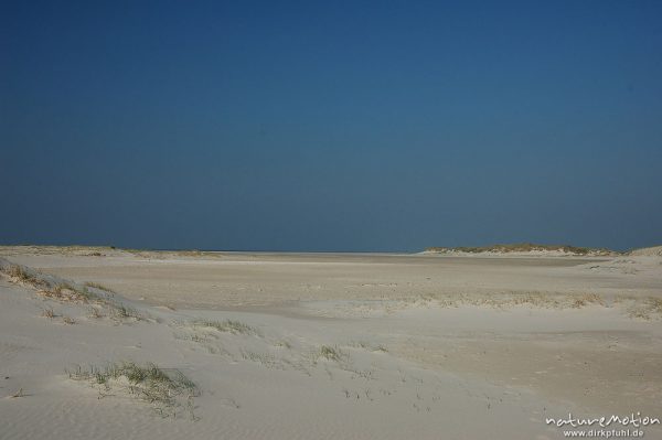 Vordünen, Primärdünen, Amrum, Amrum, Deutschland