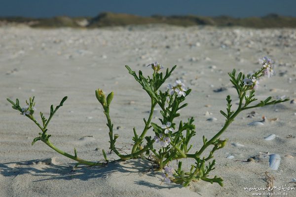 Europäische Meersenf, Cakile maritima, Brassicaceae, mit Blüten, Amrum, Amrum, Deutschland