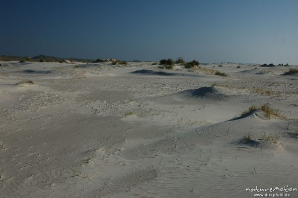 Vordünen, Primärdünen, Amrum, Amrum, Deutschland