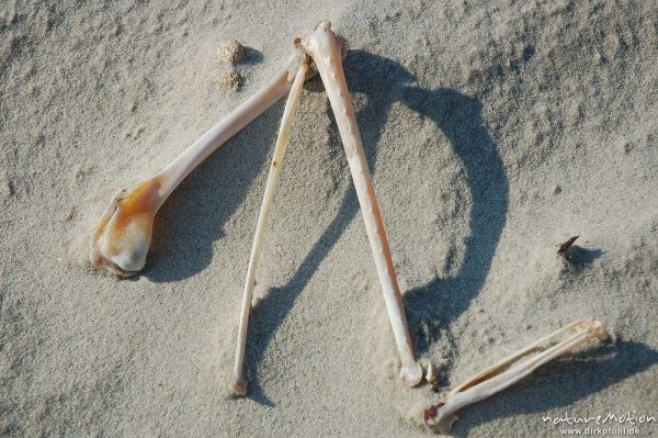 Knochen, Flügelknochen eines Vogels, liegend im Sand, Amrum, Amrum, Deutschland