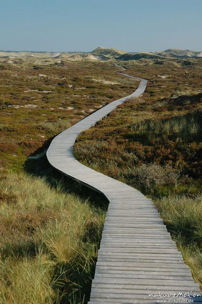 Bohlenweg durch Dünen, Heidekraut, Amrum, Amrum, Deutschland