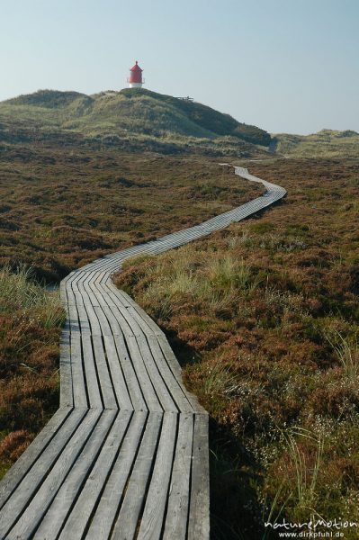 Bohlenweg durch Dünen, Heidekraut, Quermarkenfeuer, Leuchtturm, Amrum, Amrum, Deutschland