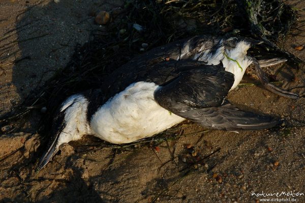 ?, Vogel, tot, angeschwemmt, Amrum, Amrum, Deutschland