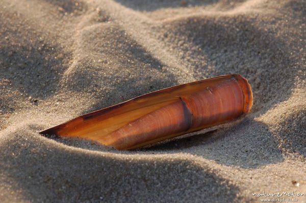 Amerikanische Schwertmuschel, Ensis ensis, Pharidae, Schwertmuschelschale im Sand, Amrum, Amrum, Deutschland