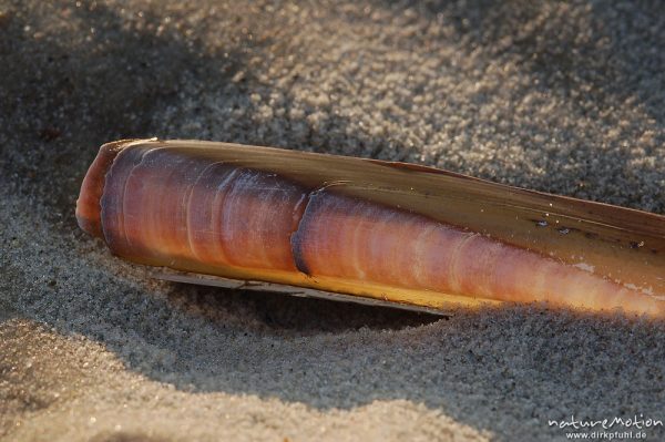 Amerikanische Schwertmuschel, Ensis ensis, Pharidae, Schwertmuschelschale im Sand, Amrum, Amrum, Deutschland