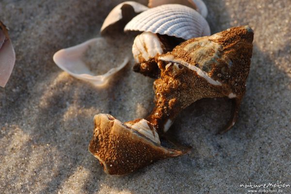 Wellhornschnecke, Buccinum undatum, Buccinidae, Wellhornschneckenhaus und Herzmuschelschale im Sand, Amrum, Amrum, Deutschland