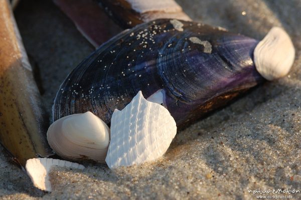 Miesmuschel, Mytilus edulis, Mytilidae, Miesmuschelschale im Sand, Amrum, Amrum, Deutschland