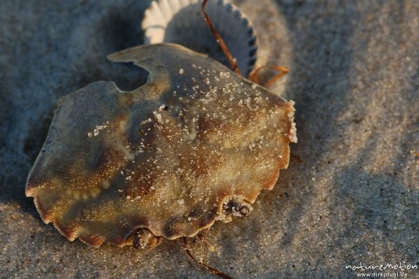 Gemeine Strandkrabbe, Carcinus maenas, Portunidae, Strandkrabbenschale im Sand, Amrum, Amrum, Deutschland