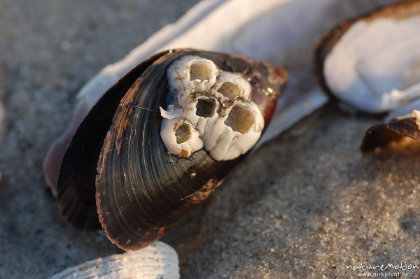 Miesmuschel, Mytilus edulis, Mytilidae, Miesmuschelschale mit Seepocken, Amrum, Amrum, Deutschland