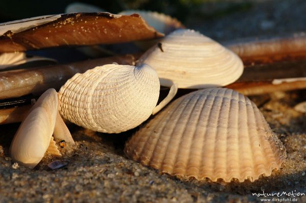 Gewöhnliche Herzmuschel, Cerastoderma edule, Cardiidae, Herzmuschelschalen im Sand, Amrum, Amrum, Deutschland