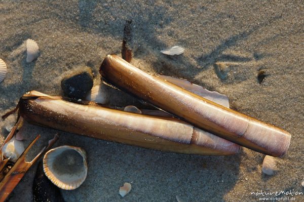 Amerikanische Schwertmuschel, Ensis ensis, Pharidae, Schwertmuschelschalen im Sand, Amrum, Amrum, Deutschland