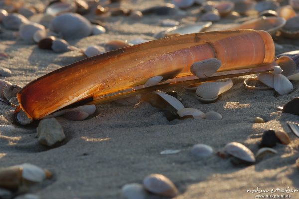 Amerikanische Schwertmuschel, Ensis ensis, Pharidae, Schwertmuschelschalen im Sand, Amrum, Amrum, Deutschland