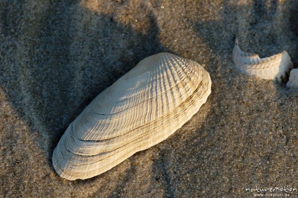 Amerikanische Bohrmuschel, Petricola pholadiformis, Petricolidae, Schale im Sand, Amrum, Amrum, Deutschland