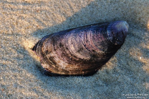 Miesmuschel, Mytilus edulis, Mytilidae, Schale im Sand, Amrum, Amrum, Deutschland