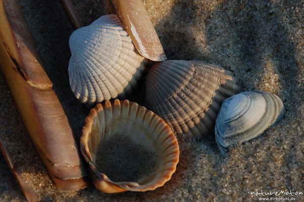 Amerikanische Schwertmuschel, Ensis ensis, Pharidae, Gewöhnliche Herzmuschel, Cerastoderma edule, Cardiidae, Schale im Sand, Rippenstruktur, Amrum, Amrum, Deutschland