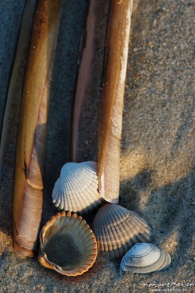 Amerikanische Schwertmuschel, Ensis ensis, Pharidae, Gewöhnliche Herzmuschel, Cerastoderma edule, Cardiidae, Schale im Sand, Rippenstruktur, Amrum, Amrum, Deutschland