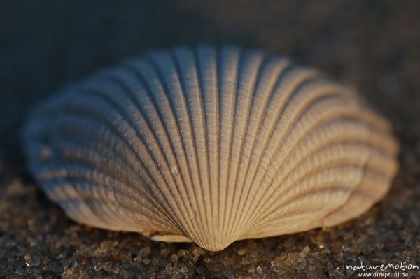 Gewöhnliche Herzmuschel, Cerastoderma edule, Cardiidae, Schale im Sand, Rippenstruktur, Amrum, Amrum, Deutschland