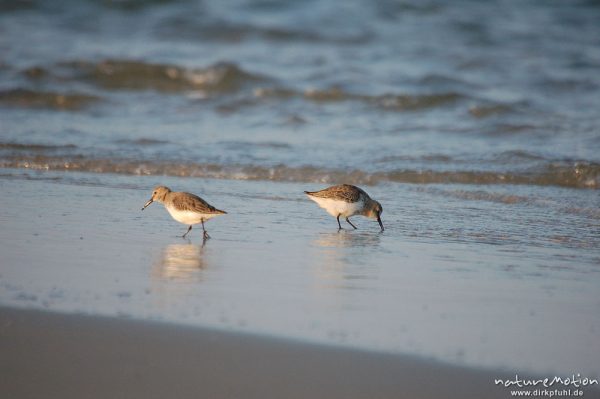 Knutt, Calidris canutus, Scolopacidae, Nahrungssuche am Spülsaum, Amrum, Amrum, Deutschland