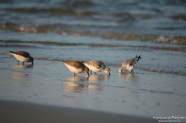 Knutt, Calidris canutus, Scolopacidae, Nahrungssuche am Spülsaum, Amrum, Amrum, Deutschland