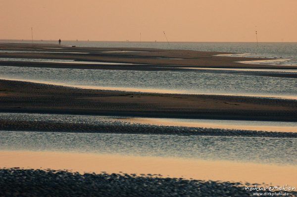 Priele im Abendlicht, Amrum, Amrum, Deutschland