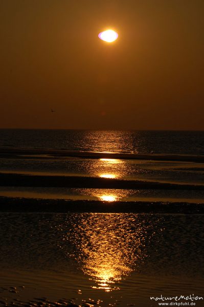 Priele im Abendlicht, Lichtreflexe der tiefstehenden Sonne,  Amrum, Amrum, Deutschland