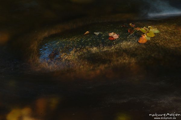 Herbstlaub auf Stein, Bergbach, strömendes Wasser, Bode bei Thale, Bodetal, Deutschland