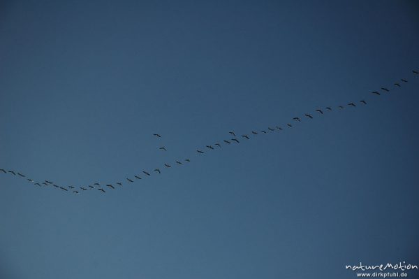 Kranich, Grus grus, Gruidae, in Formation, über Bodetal, Bodetal, Deutschland