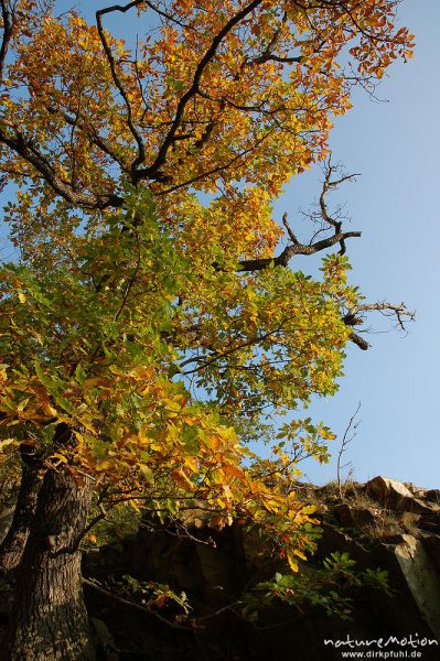 Ahorn am Wegrand, Herbstfärbung, Bodetal, Bodetal, Deutschland