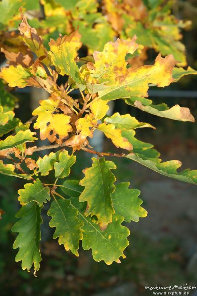 Traubeneiche, Quercus petraea, Fagaceae, Blätter mit Herbstfärbung, Bodetal, Bodetal, Deutschland