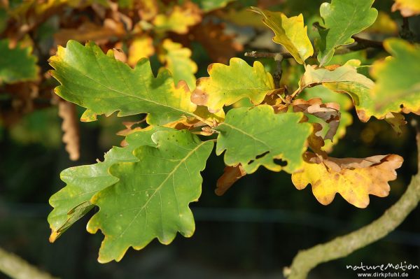 Traubeneiche, Quercus petraea, Fagaceae, Blätter mit Herbstfärbung, Bodetal, Bodetal, Deutschland