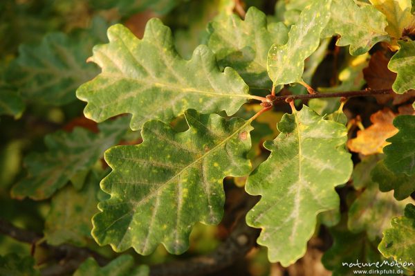 Traubeneiche, Quercus petraea, Fagaceae, Blätter mit Herbstfärbung, Bodetal, Bodetal, Deutschland