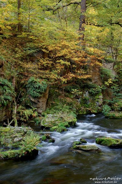 Herbstlaub und Bergbach, fließendes Wasser, Herbstwald, Bodetal, Bodetal, Deutschland