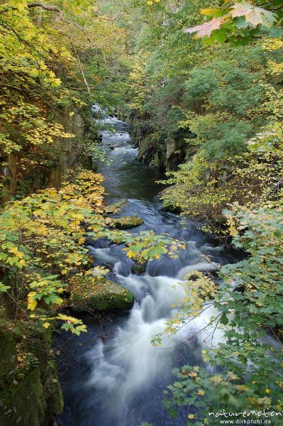 Bergbach, Schlucht im Herbstwald, fließendes Wasser, Teufelsbrücke, Bodetal, Bodetal, Deutschland