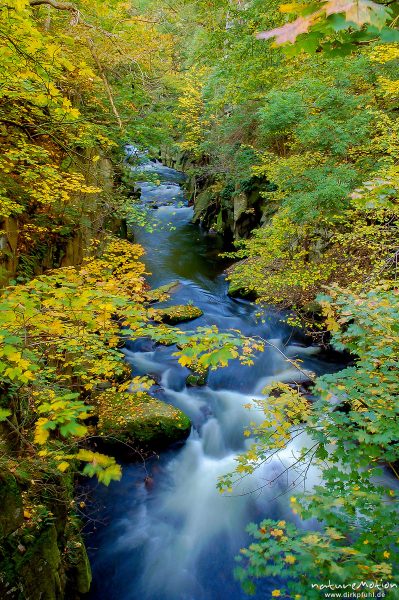 Bergbach, Schlucht im Herbstwald, fließendes Wasser, Teufelsbrücke, Bodetal, Bodetal, Deutschland