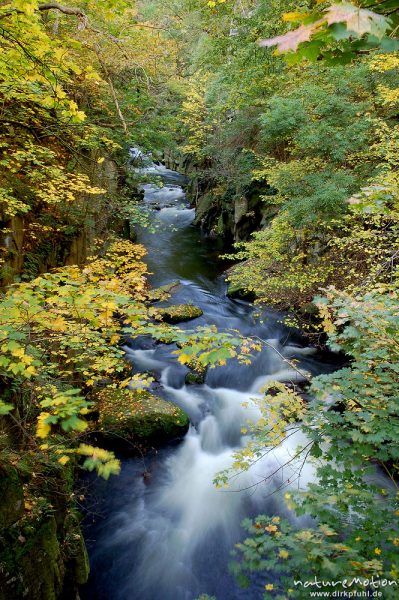 Bergbach, Schlucht im Herbstwald, fließendes Wasser, Teufelsbrücke, Bodetal, Bodetal, Deutschland