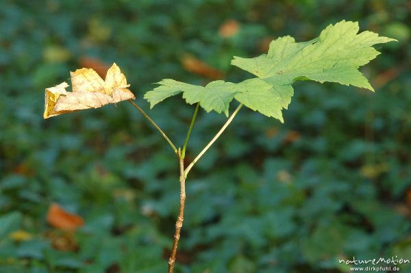 Berg-Ahorn, Acer pseudoplatanus, Aceraceae, Schößling, Göttinger Wald, Göttingen, Deutschland