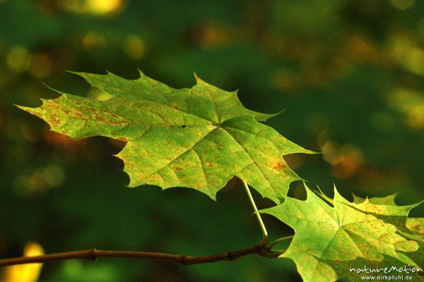 Spitz-Ahorn, Acer platanoides, Aceraceae, Blatt vor dunklem Hintergrund, schöne Zeichnung der Blattadern, Göttinger Wald, Göttingen, Deutschland