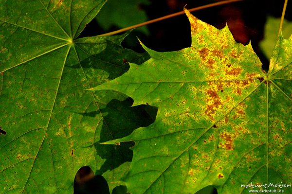 Spitz-Ahorn, Acer platanoides, Aceraceae, Blatt mit beginnender Herbstfärbung, Farbmuster, schöne Zeichnung der Blattadern, Göttinger Wald, Göttingen, Deutschland