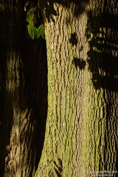 Ahorn, Stamm mit Schatten der Blätter, Schillerwiesen, Göttingen, Göttingen, Deutschland