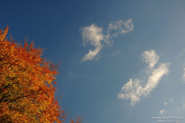Wolken und Herbstlaub, Schillerwiesen, Göttingen, Göttingen, Deutschland