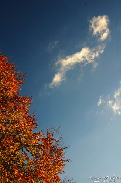 Wolken und Herbstlaub, Schillerwiesen, Göttingen, Göttingen, Deutschland