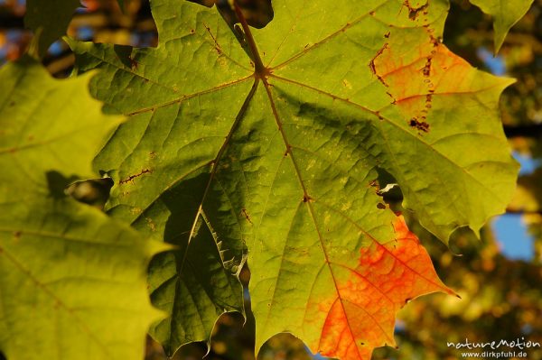 Platane, Blätter im Gegenlicht, beginnende Herbstfärbung, Schillerwiesen, Göttingen, Göttingen, Deutschland