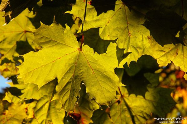 Platane, Blätter im Gegenlicht, beginnende Herbstfärbung, Schillerwiesen, Göttingen, Göttingen, Deutschland