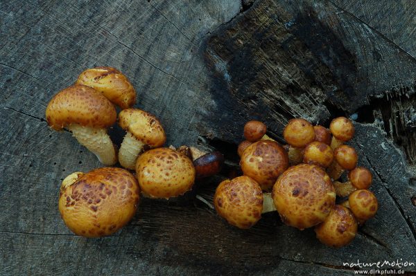 Pilze, Art unbekannt, Fruchtkörper an Baumstumpf, Göttinger Wald, Göttingen, Deutschland
