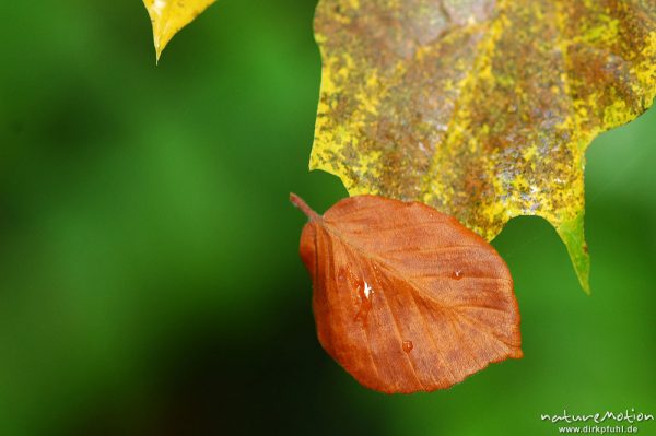 Buchenblatt klebt an Ahornblatt, Herbstfärbung, Göttinger Wald, Göttingen, Deutschland